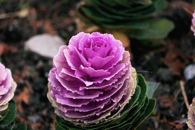 她家院子里冬天只种一种花，下雪也能常开不败，让人羡慕