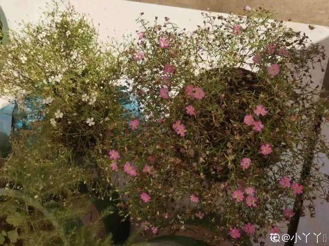 牵牛花开完别急着剪，留下黑豆子，撒土里冒了100盆