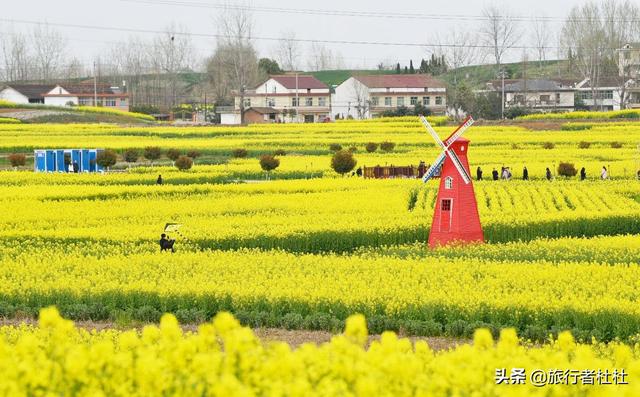 「约吗旅行」百万亩油菜花盛开，处处诗情画意，致最美的汉中油菜花