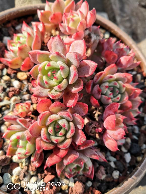 多肉入冬要静养，少做“三动作”，顺利春化，否则易摊成一张饼