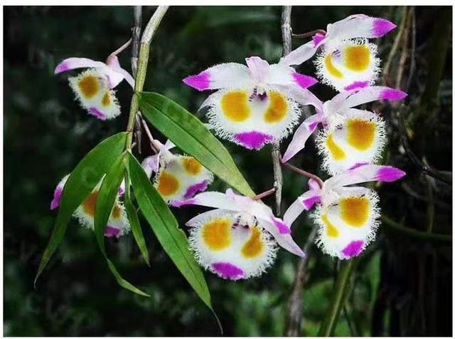 神农本草图经，薯蓣 菊花 甘草 人参 石斛 石龙芮