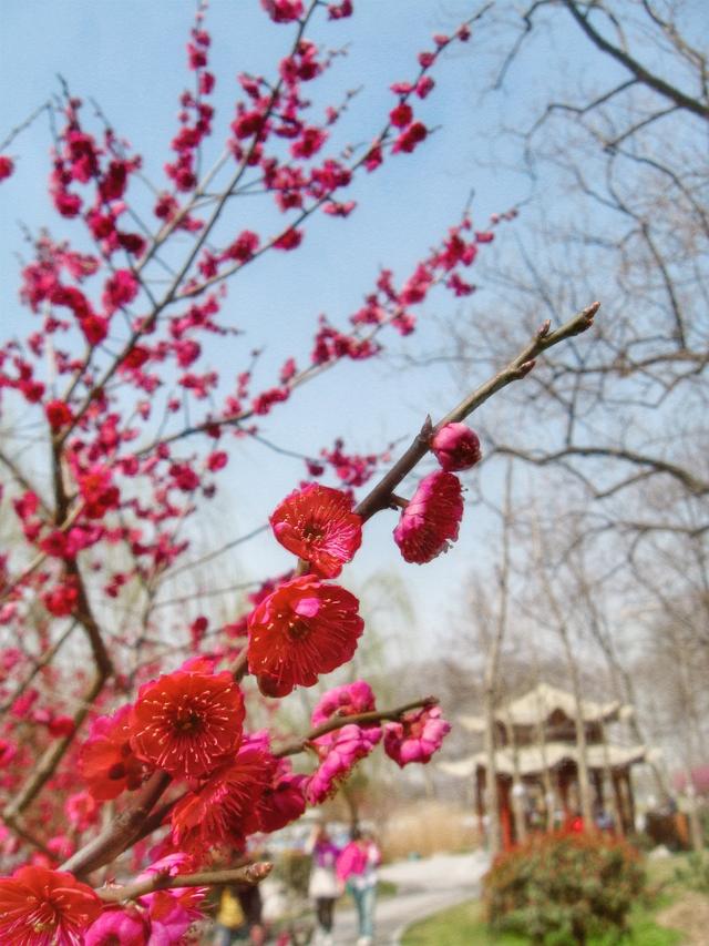 #约吗旅行#南京赏花图鉴：没去赏花的春天是不完整的！