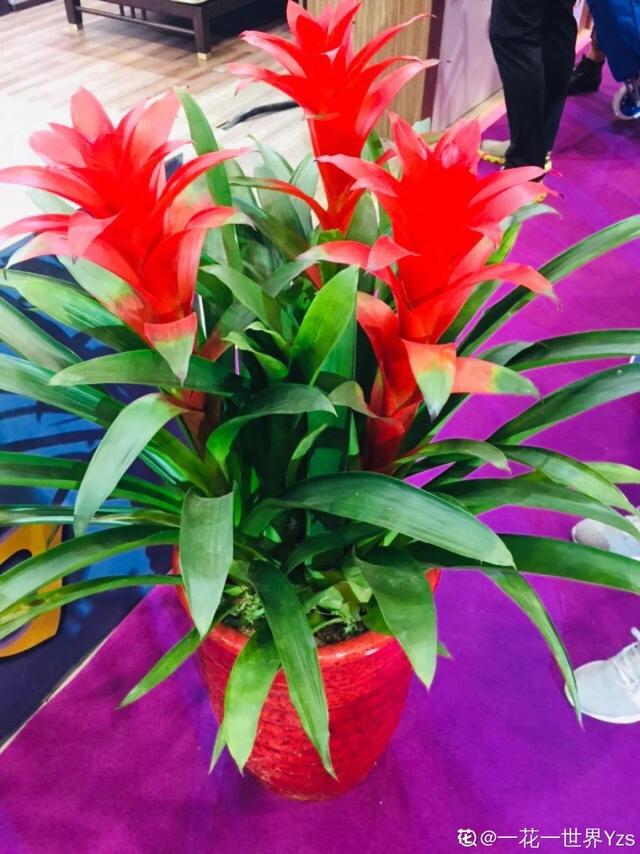 逛花市去捡漏，买了一堆长寿花，拿回来竟然全活了