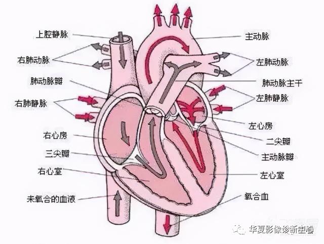 胸部平片中心影这样看，再也不怕难