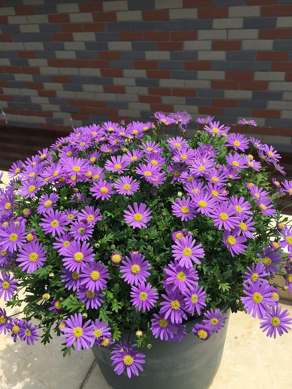 阳台养这种盆栽草花，全年都有花看，养护简单，新手花友也适合