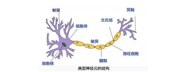 你的育儿经▲最强大脑最小选手仅12岁:烧脑要趁早,这4益智游戏你带孩子玩没