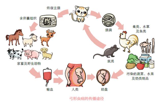 超级宝妈|弓形虫很可怕吗？掌握这些方法孕期一样可以养猫咪