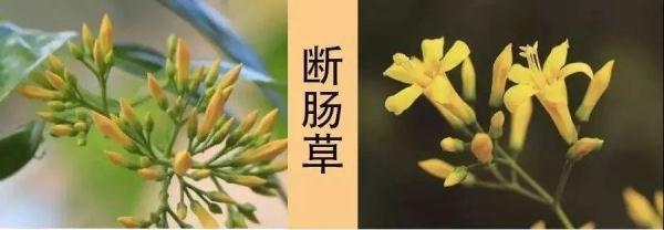 断肠草|一锅自制凉茶导致多人被紧急送医