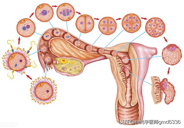 甲状腺结节、乳腺结节和子宫肌瘤的根源及治疗方法