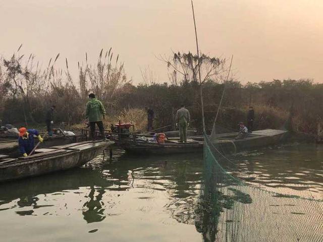 百元一斤的鳜鱼最肥美！余杭三白潭水库冬捕开始，“浪里白条”显身手