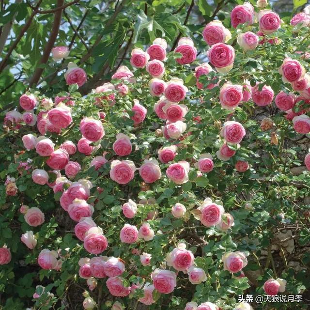 7月花事|高温 雨季,想让月季完美过完夏天可太难了