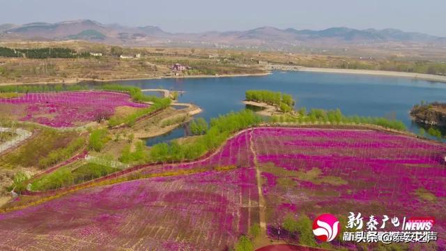 趣旅游@芝樱花海，为新泰“织”起“彩色地毯”！