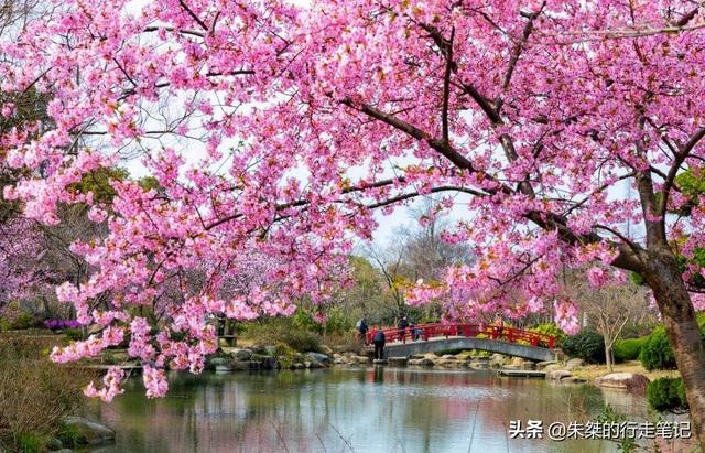 #趣旅游#园内3万多株樱花树 为世界三大赏樱胜地之一 最美花期却仅有七天