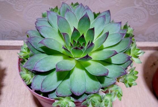 忙？喜欢养多肉？盆栽观音莲牢记此5点，好看又好养