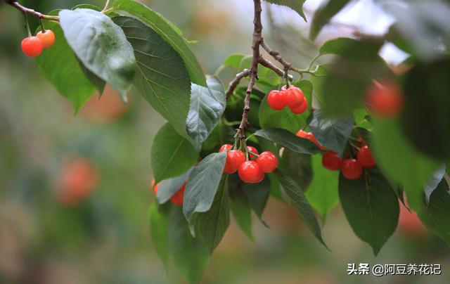 家居那点事■樱桃“孕期”前给它喝种“水”，下个月吃果实，味道又香又甜！