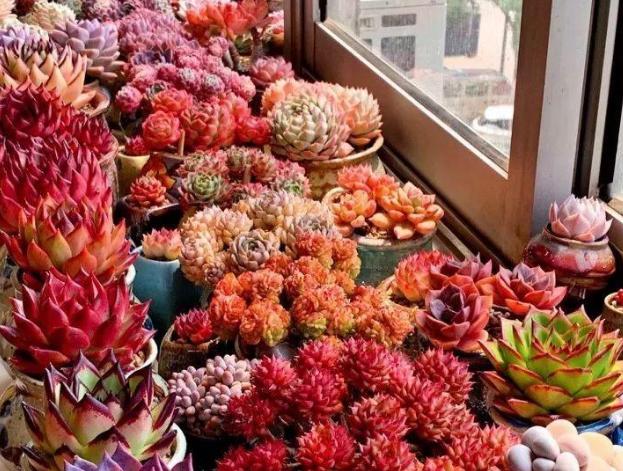 多肉，懒人花友的“心头好”，上班族的“小萌宠”，好看又好养