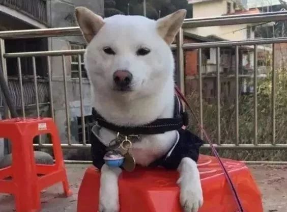 What is the Experience of Having OCD in Dogs? Owner: Just Need to Clean Up Themselves!