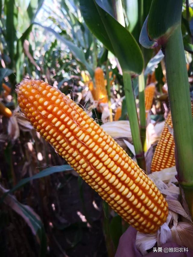 最高亩产2985.4斤,这几个超高产玉米新品种,最适合粒收
