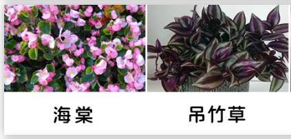 「你的育儿经」一盆绿植竟让孩子踏入“鬼门关”！这些植物有毒，别养