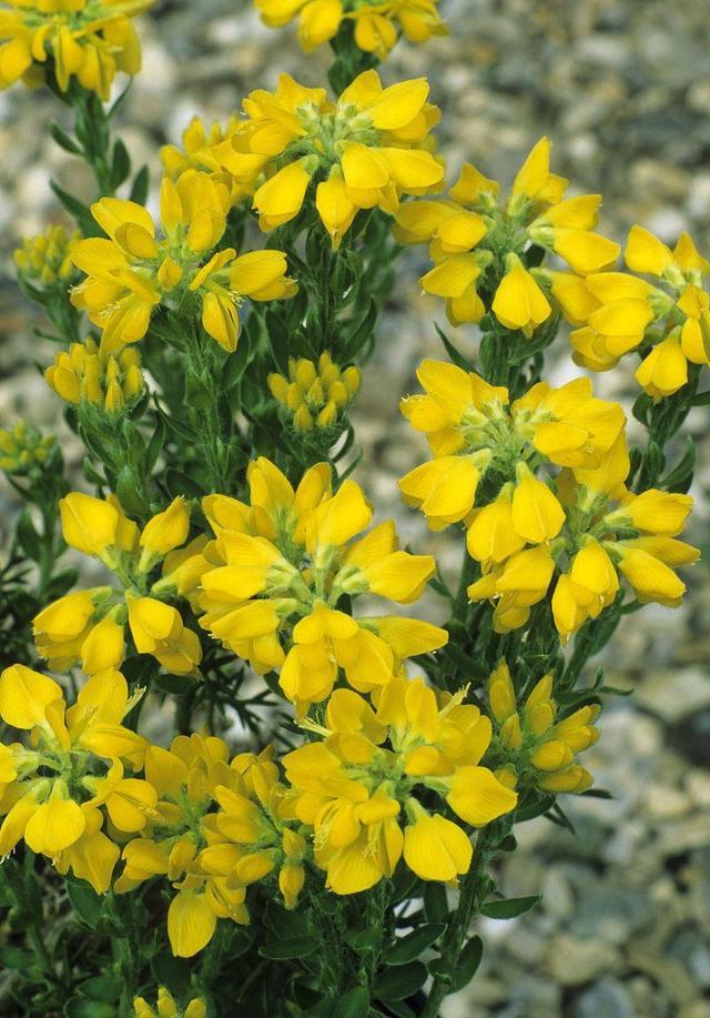 匍匐生长的金雀花，开花金灿灿极耀眼，记住这几点开得旺