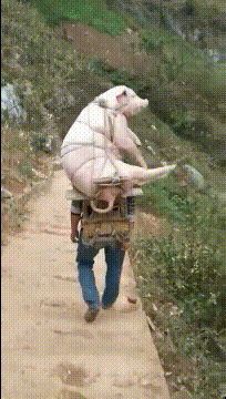 马上过年了,我没你们赚的多,只能给家里买头猪了