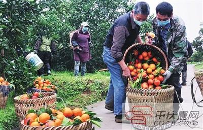[重庆晨报]实力带货！10天30万斤橙子从田间到餐桌