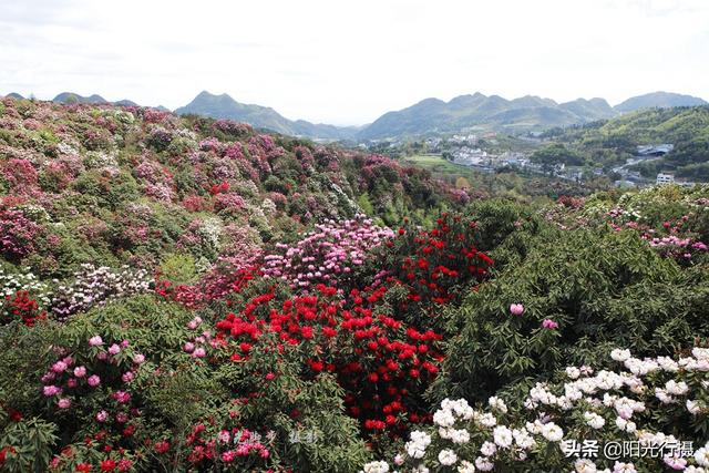 [旅行百事通]中国最大最美的高山杜鹃，没有之一（原创）@头条摄影