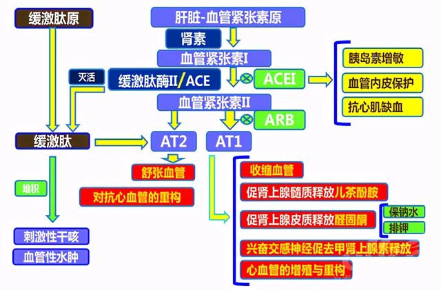 新降压药，培哚普利、吲达帕胺有何独特之处？为何要组合在一起？