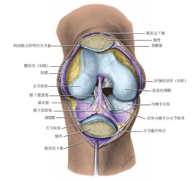 膝关节解剖及常见损伤