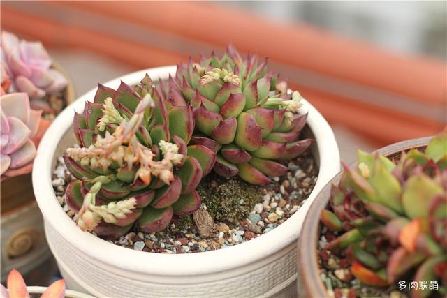 堪称励志，一颗十里挑一，几经坎坷的圣诞东云