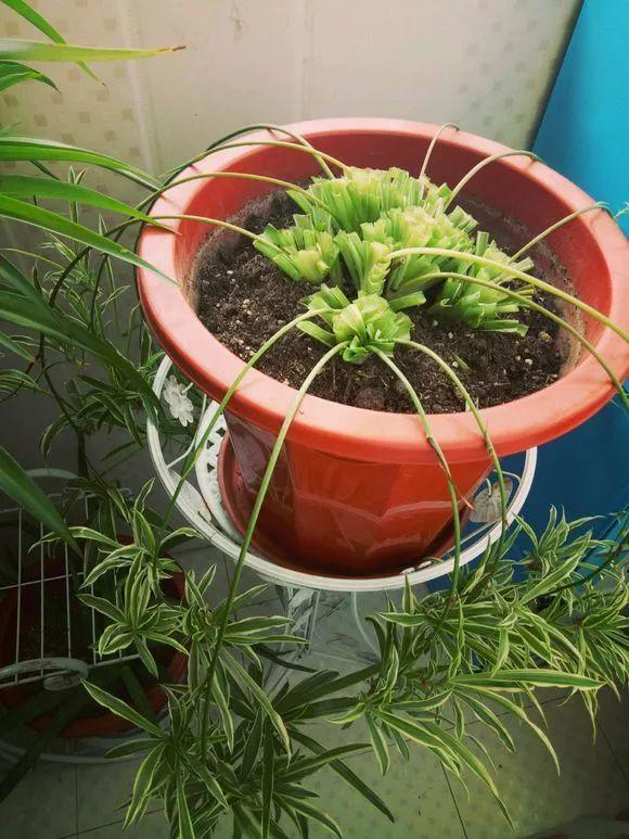 长寿花|这花就得饿着养，盆小水少，叶子越剪长得越旺！