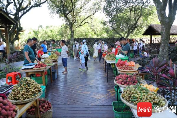 南海网海口市秀英区消费扶贫春风大行动开展“永兴黄皮”地标推广