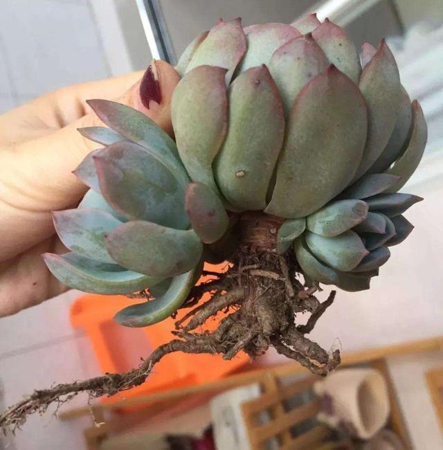 根系|花卉上盆后，什么时候浇定根水？怎样浇？