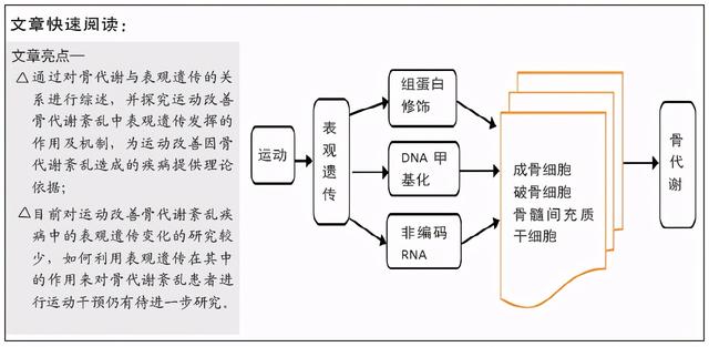 骨代谢紊乱的表观遗传重编程与运动调控