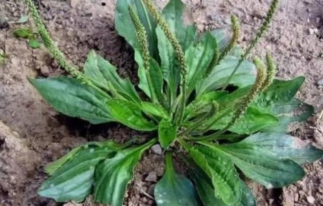 [你的育儿经]我的育儿观察——植物篇