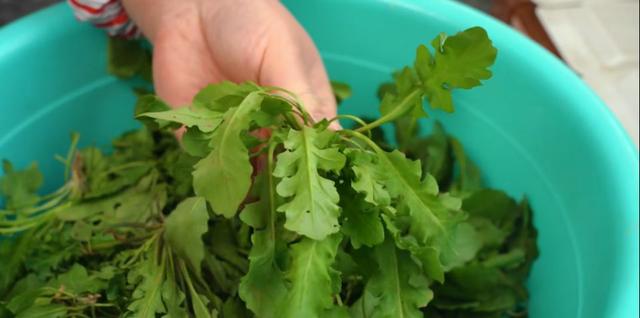 冬天农村最喜欢吃的野菜，教你做成菜卷，皮薄菜多，家人吃美了