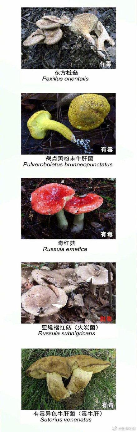 云南|野生菌未必更营养安全长这样的菌别碰