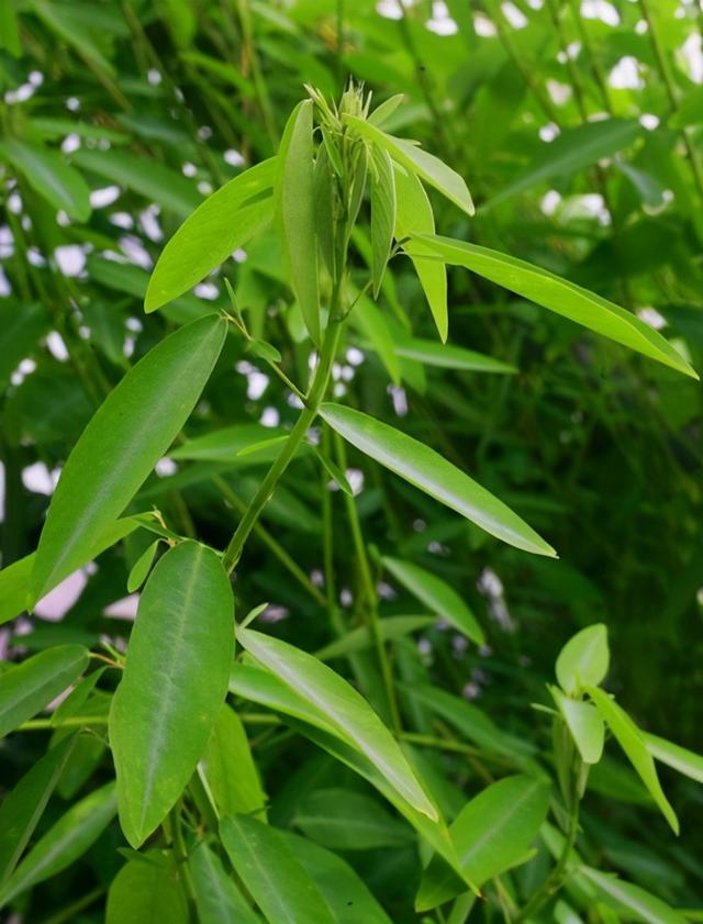 大自然中奇怪的花，碰碰叶子自己跳舞，养在家里有不少乐趣