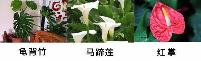 「你的育儿经」一盆绿植竟让孩子踏入“鬼门关”！这些植物有毒，别养