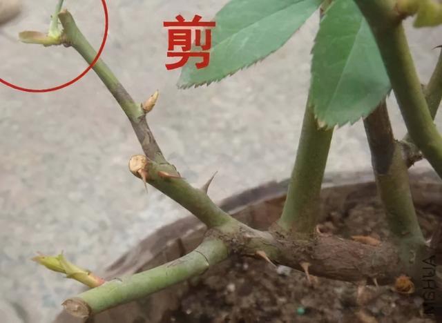 冬天修剪月季，老是犯迷糊？看准2点，稳准狠，来年爆花强又壮