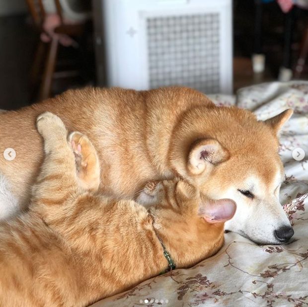 日本一柴犬以为自己是猫,每天和只橘猫混一起后,画风