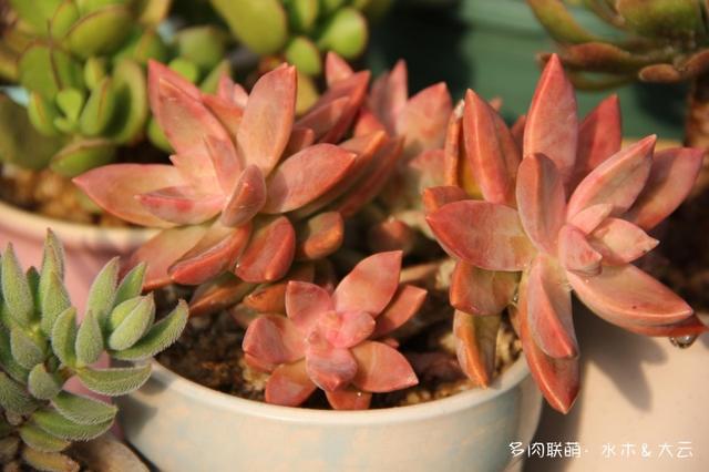 有朋自远方来，拔叶子乎