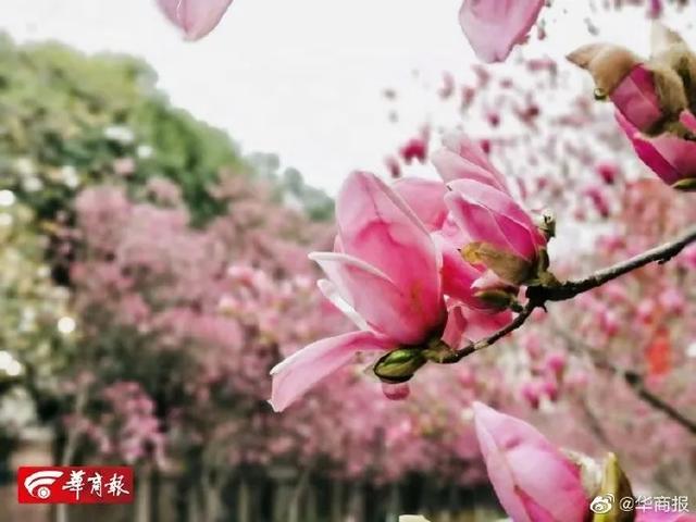 「旅行百事通」实名曝光西安这几个地方的春天，太美了…