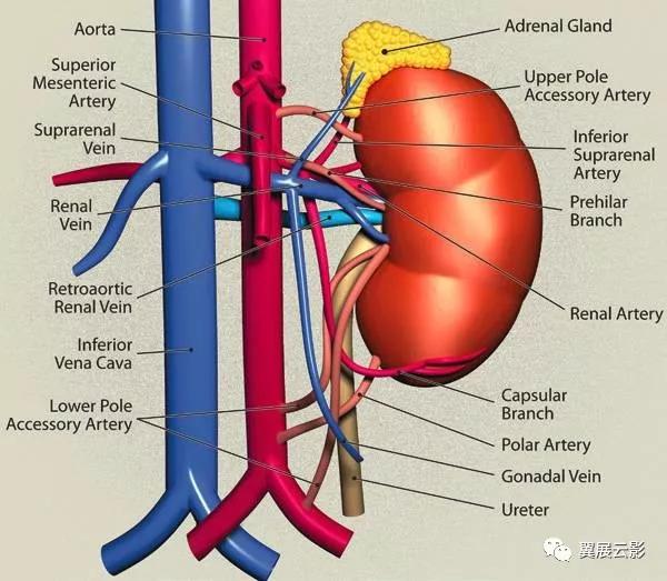 24张图汇总「肾血管」常见病变的影像学表现