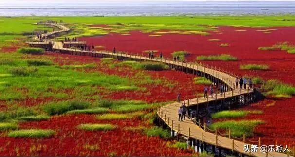 #行路万里#辽宁竟私藏了一片颜值超高的红海滩