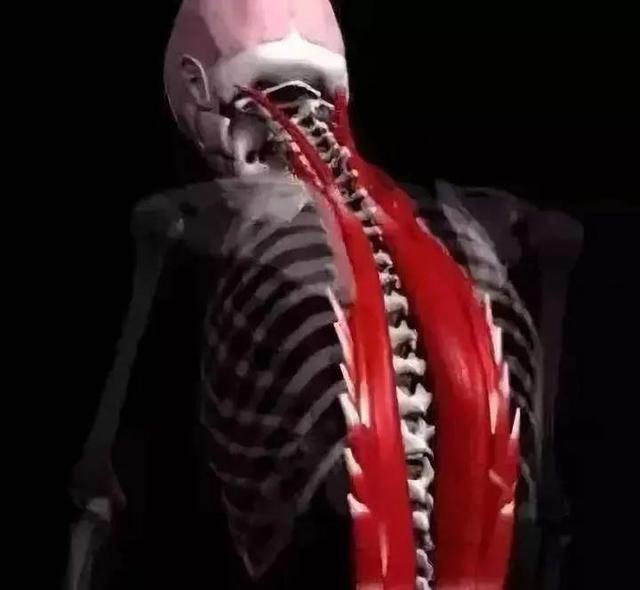 干货分享！深入剖析与腰痛相关的7块肌肉