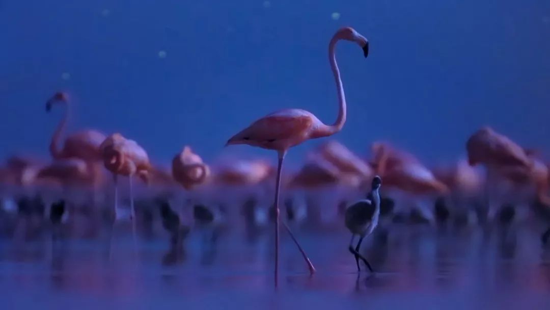 「陌颜幽梦」推荐给孩子这部9.4分的纪录片：曝光前所未有的地球夜景