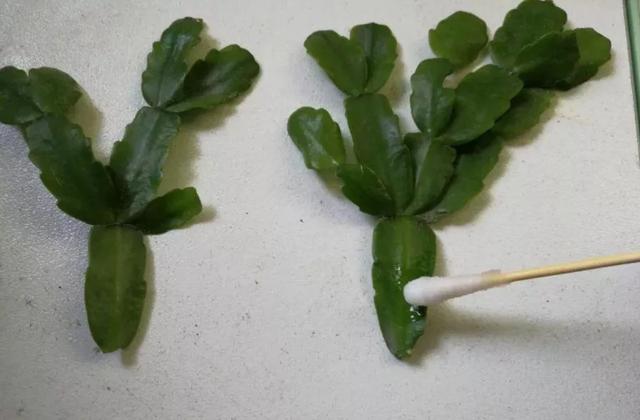 嫁接蟹爪兰只能用砧木？试试萝卜头，简单几步，没想到长得真不错