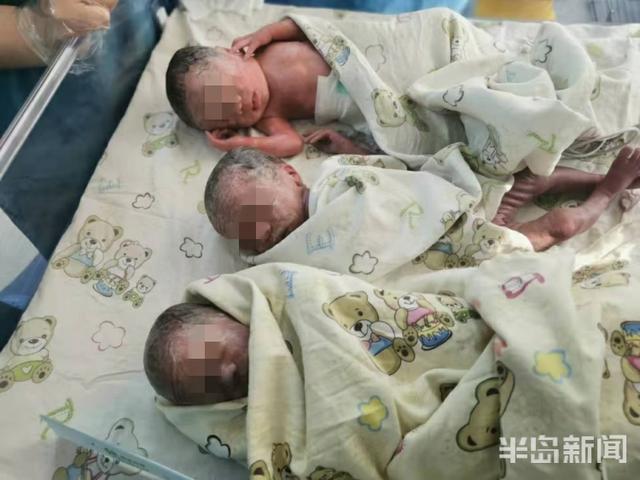 妊娠|青岛40岁高龄产妇生下三朵金花！一卵三胎…极为罕见！产前好一个惊心动魄…
