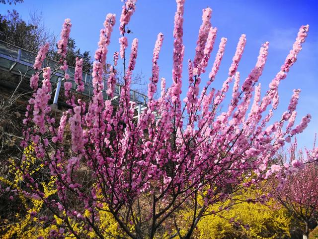 『约吗旅行』迎着春光，赴一场花海之约~